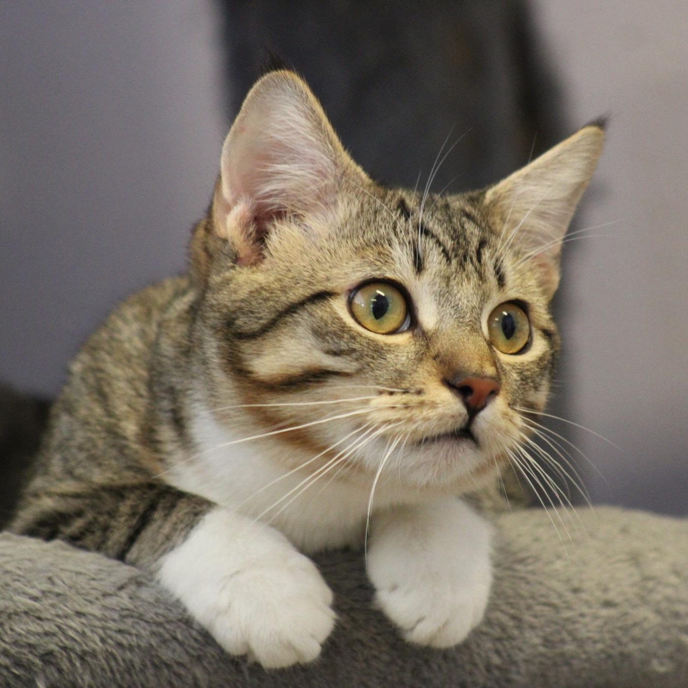 King, a Adoptable mixed breed in Weaverville, CA image 1/6