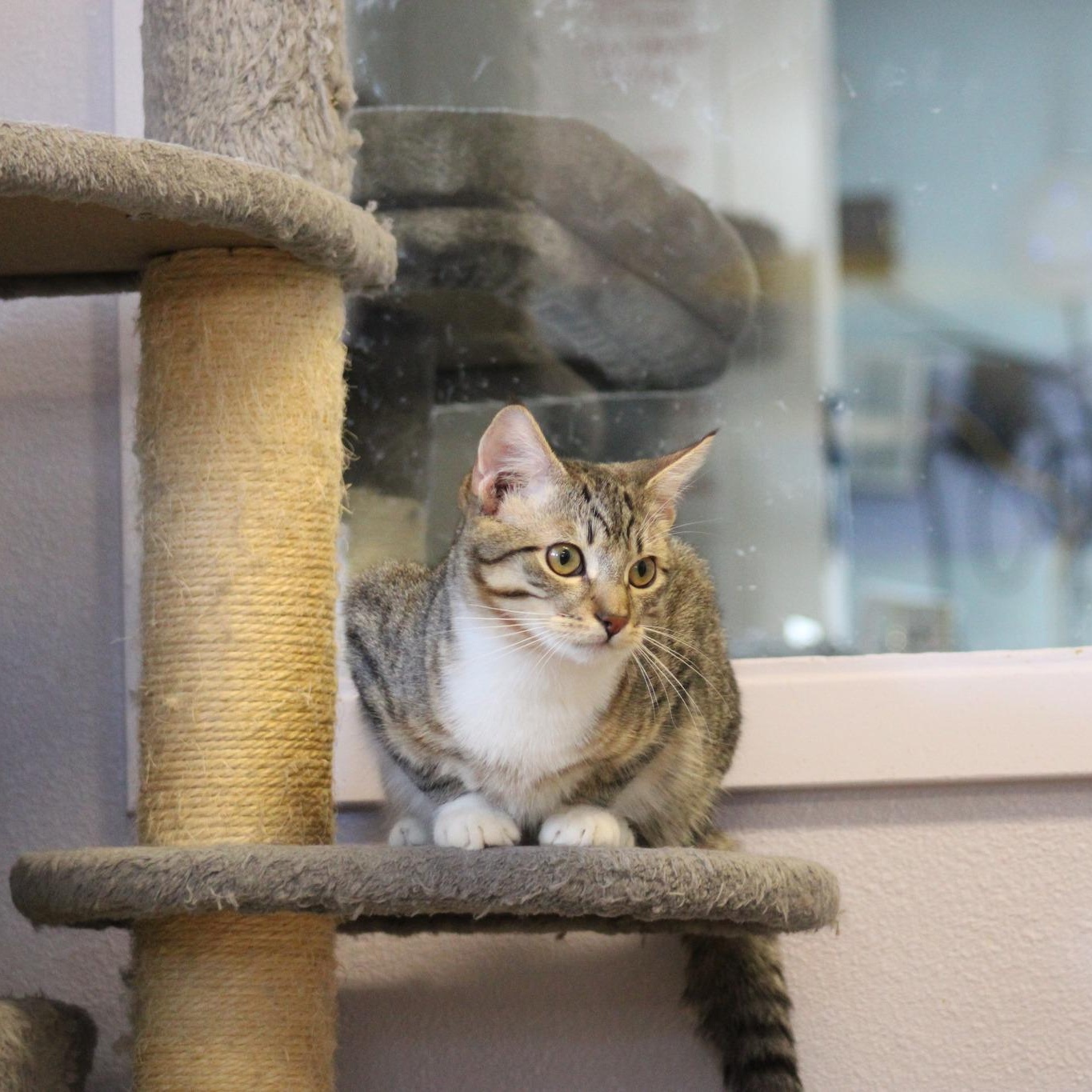 King, a Adoptable mixed breed in Weaverville, CA image 5/6