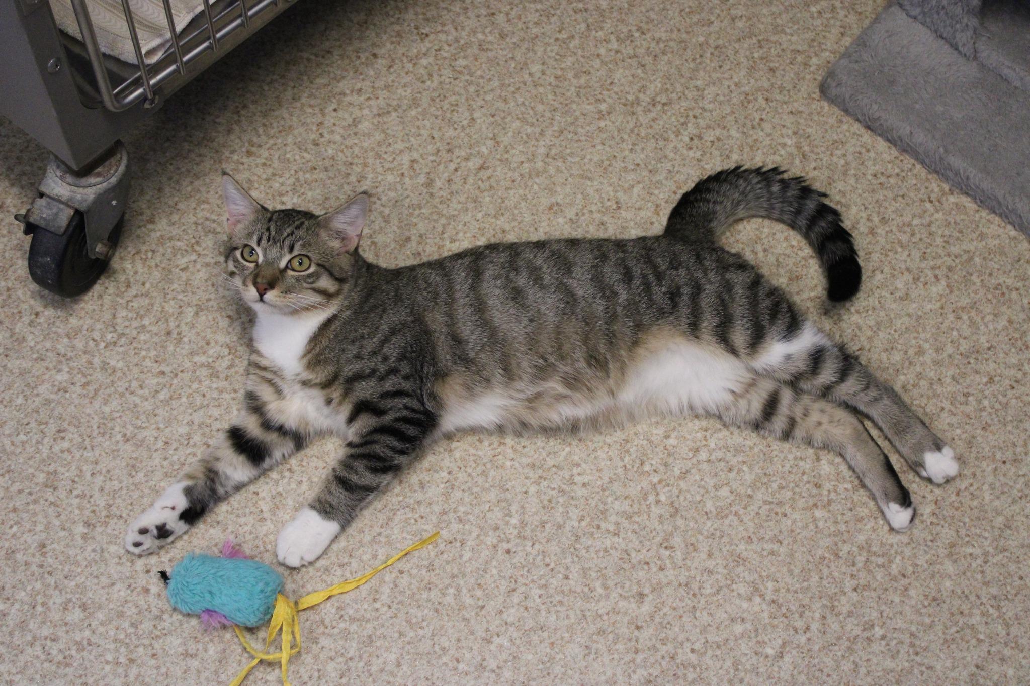 King, a Adoptable mixed breed in Weaverville, CA image 2/6