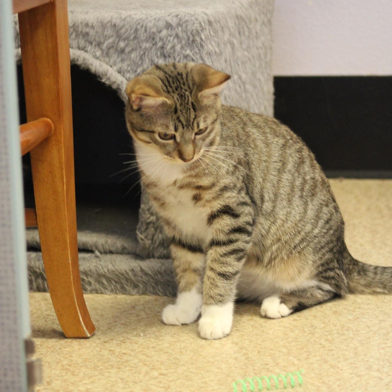 King, a Adoptable mixed breed in Weaverville, CA image 6/6