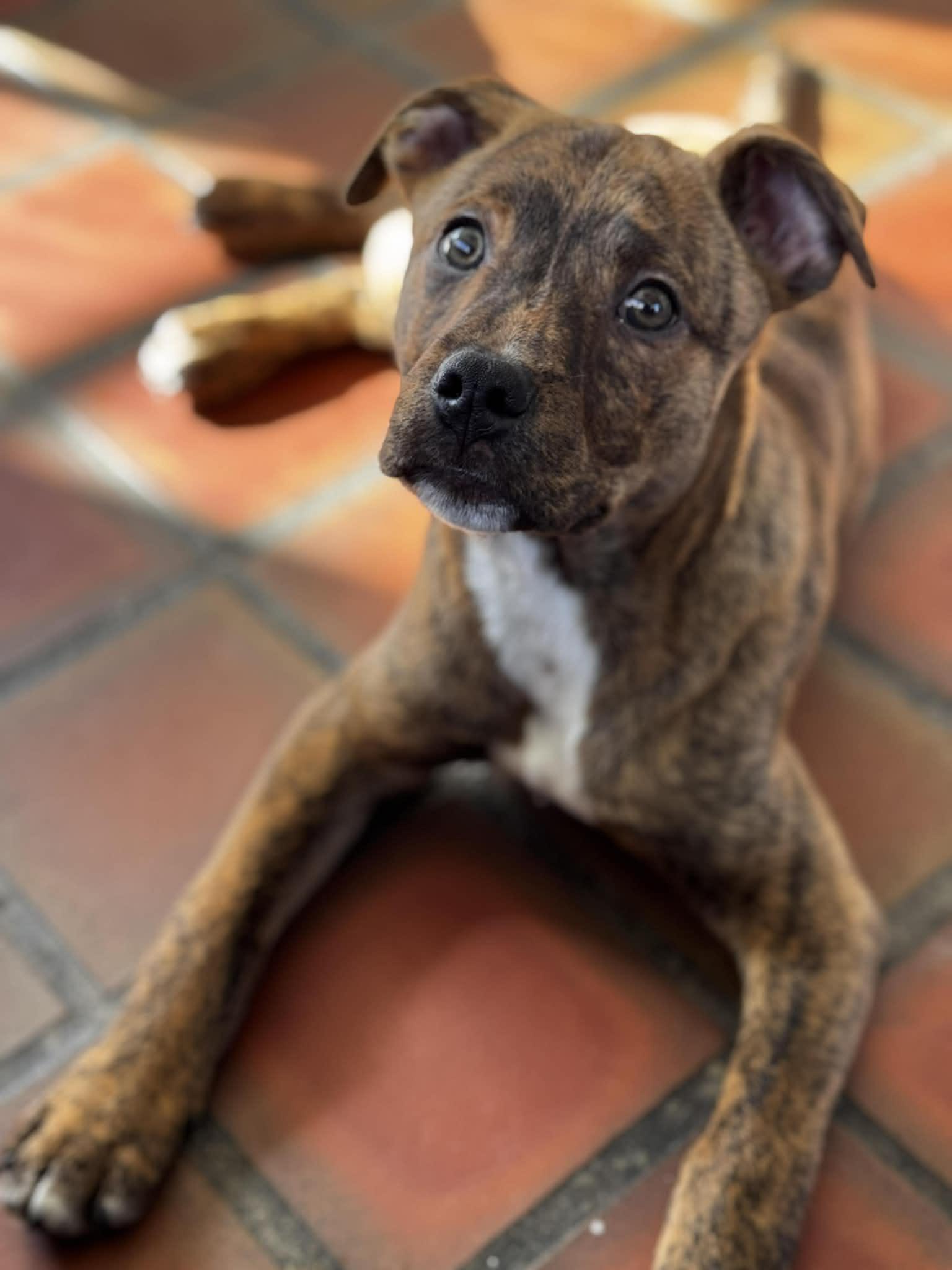 Hutch, adopted, Young Male Mountain Cur.