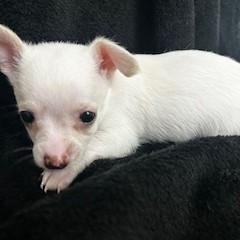 Bryant — thumbnail 2