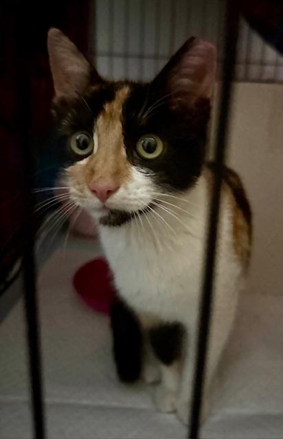 Enlarge Lilly, an adoptable American Shorthair in Mount Pleasant, SC image 3/4
