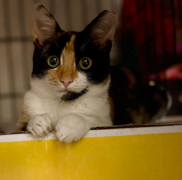 Enlarge Lilly, an adoptable American Shorthair in Mount Pleasant, SC image 2/4
