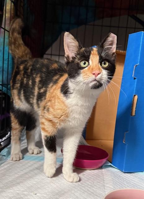 Enlarge Lilly, an adoptable American Shorthair in Mount Pleasant, SC image 1/4