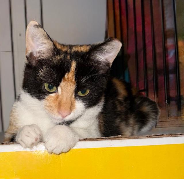 Enlarge Lilly, an adoptable American Shorthair in Mount Pleasant, SC image 4/4