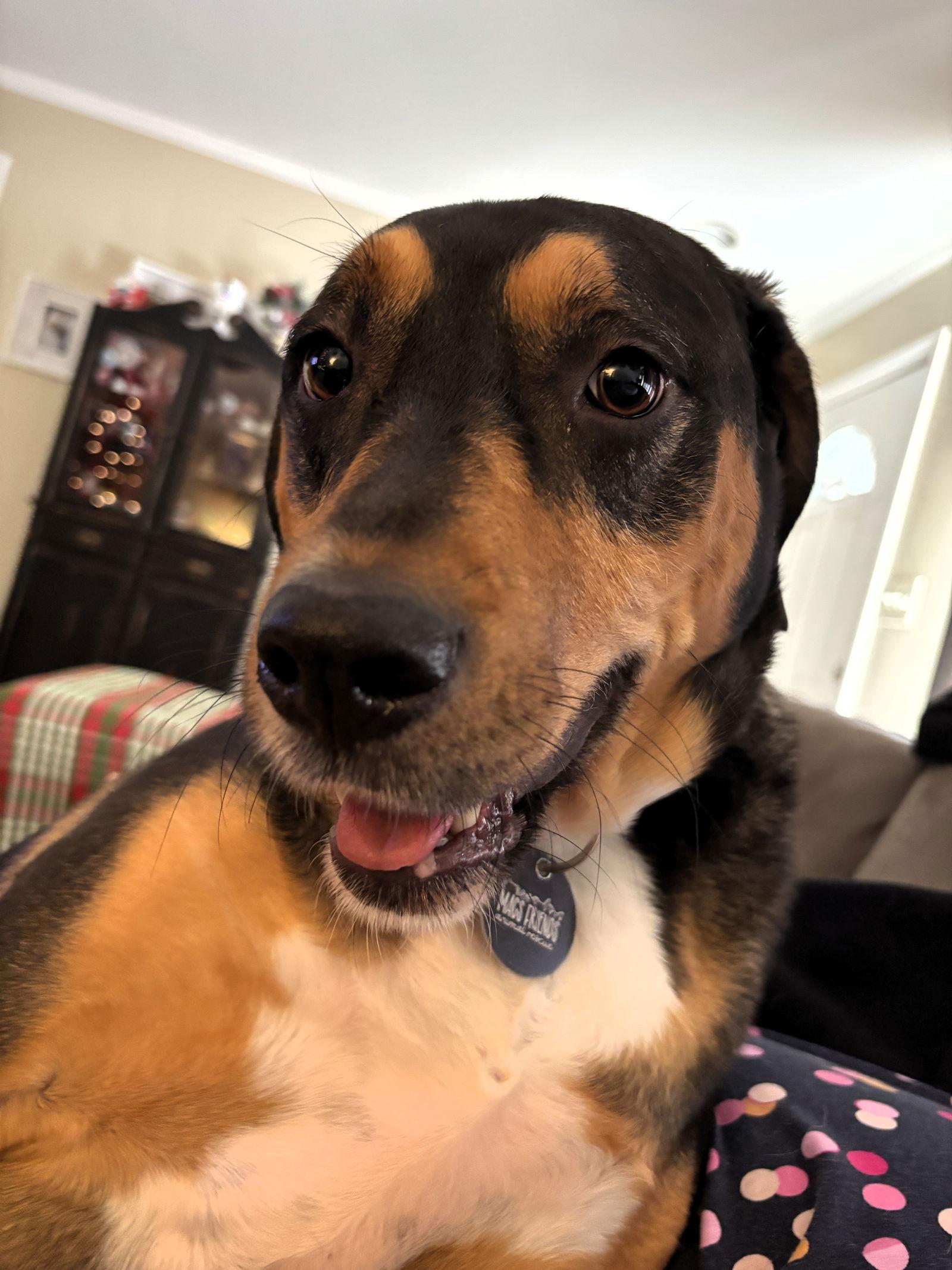 Enlarge Mack, a Adoptable mixed breed in Auburn, GA image 2/3