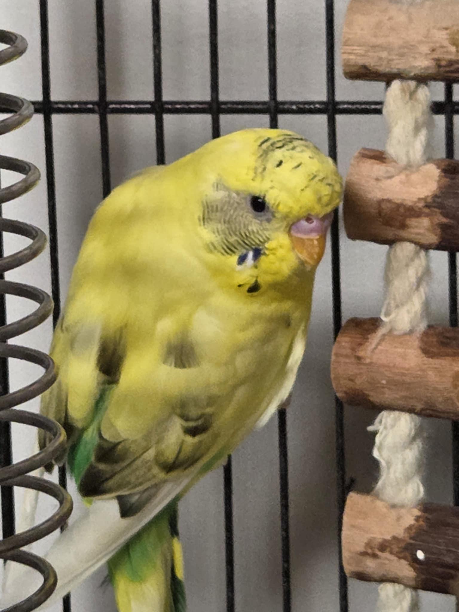 Sundae, Adult Female unknown
