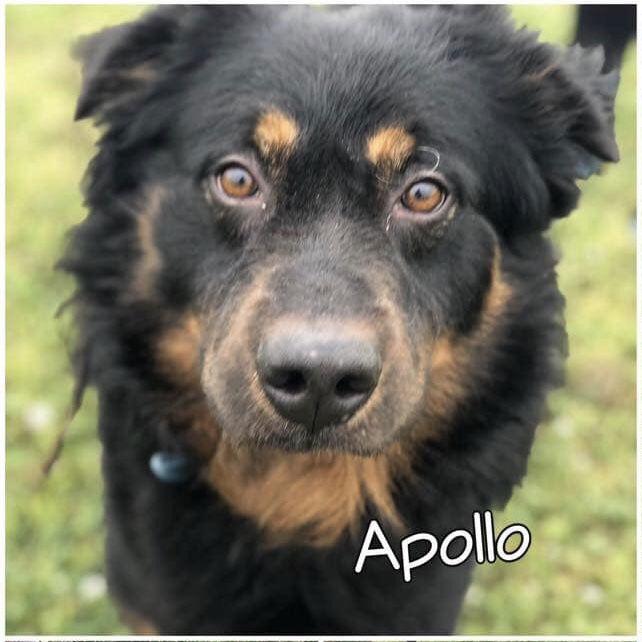 Enlarge Apollo, a Adoptable mixed breed in Houston, TX image 2/6
