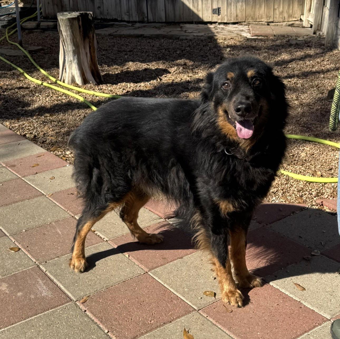 Apollo, a Adoptable mixed breed in Houston, TX image 2/3