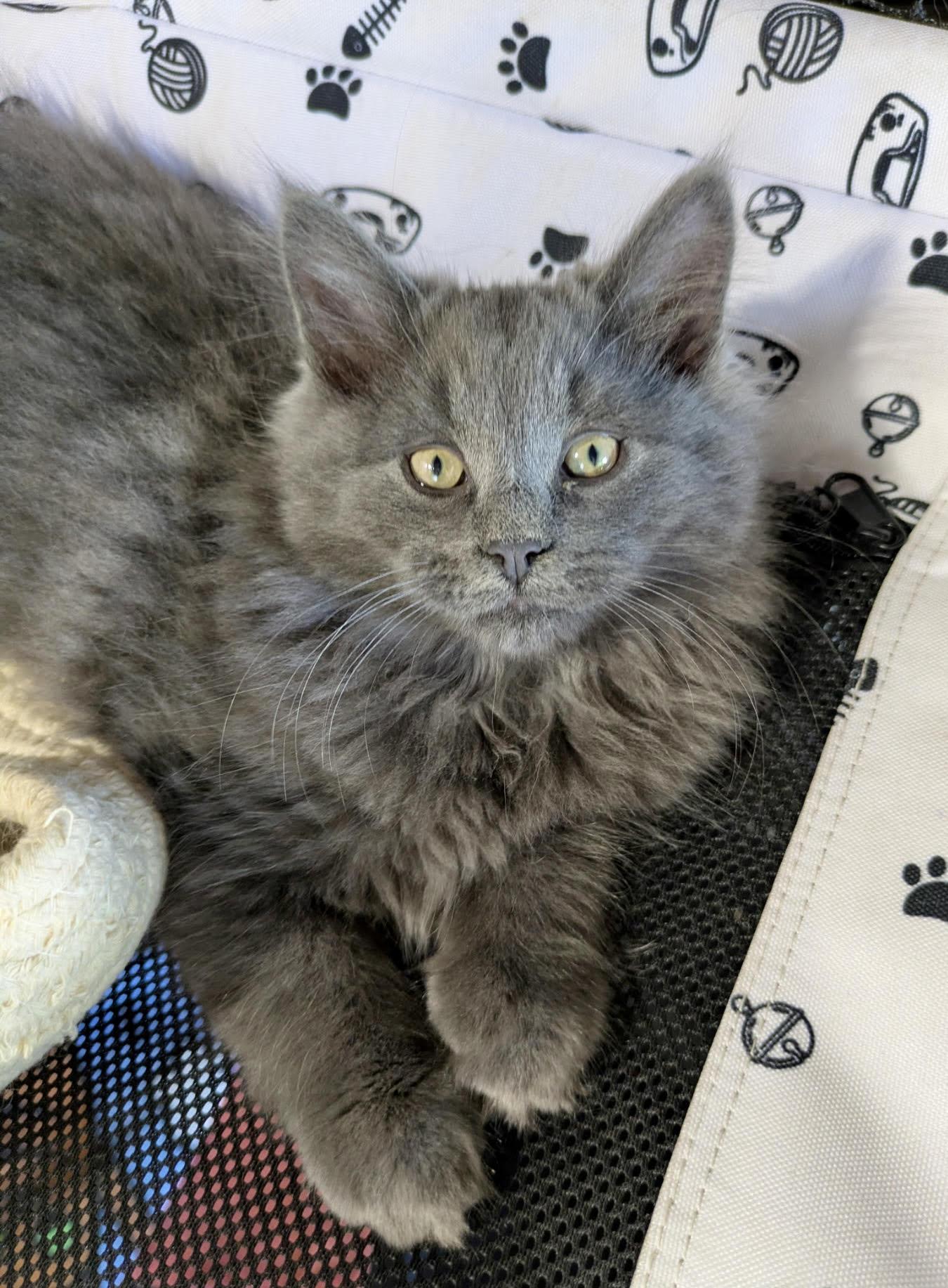 Merlin, Adopted, Kitten Male Domestic Long Hair & Domestic Medium Hair.