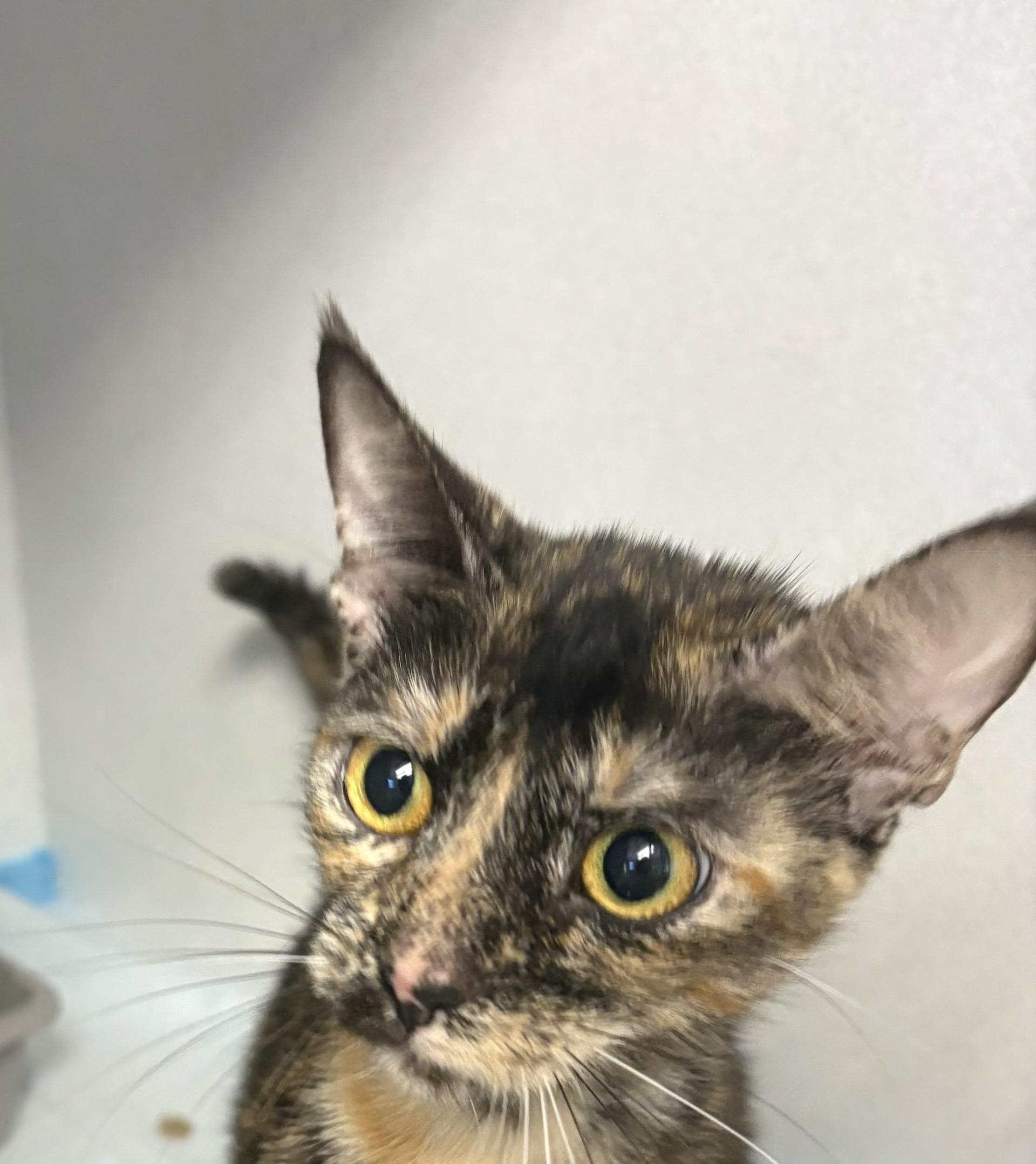 Enlarge Moxy, a Adoptable Tortoiseshell in Paris , TN image 1/1