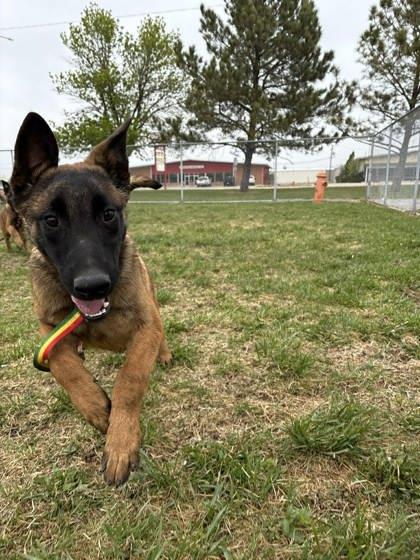 Enlarge Castro, a Adoptable mixed breed in Scottsbluff, NE image 2/3
