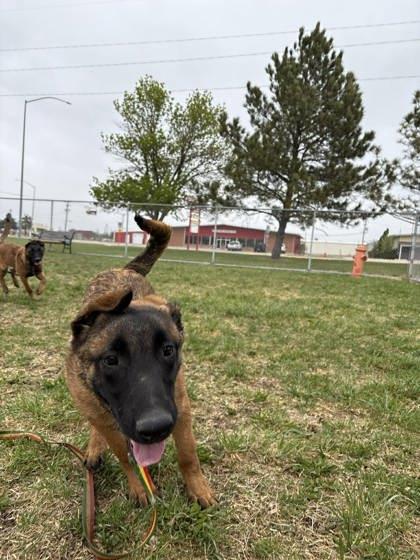 Enlarge Castro, a Adoptable mixed breed in Scottsbluff, NE image 3/3