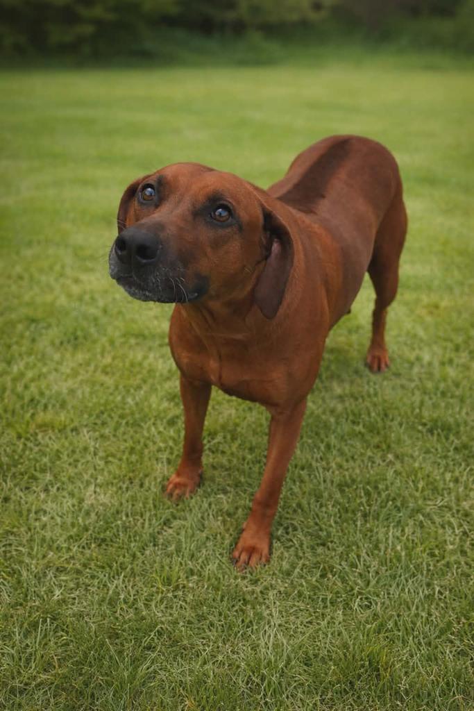 Enlarge Catarina, a Adoptable Rhodesian Ridgeback in Livingston, LA image 1/2