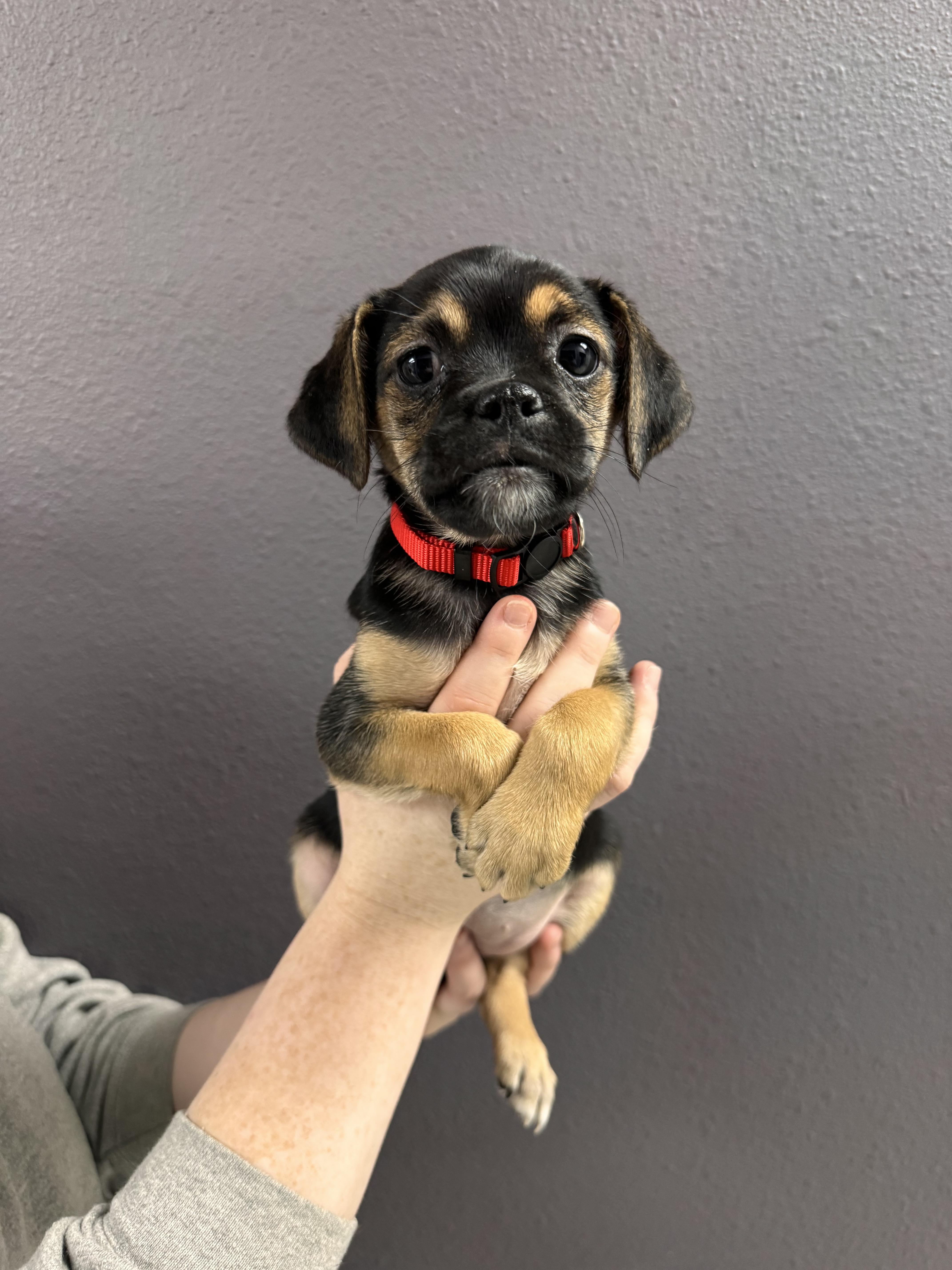 Enlarge Candy Cane , a ADOPTABLE mixed breed in Henderson, NV image 1/1