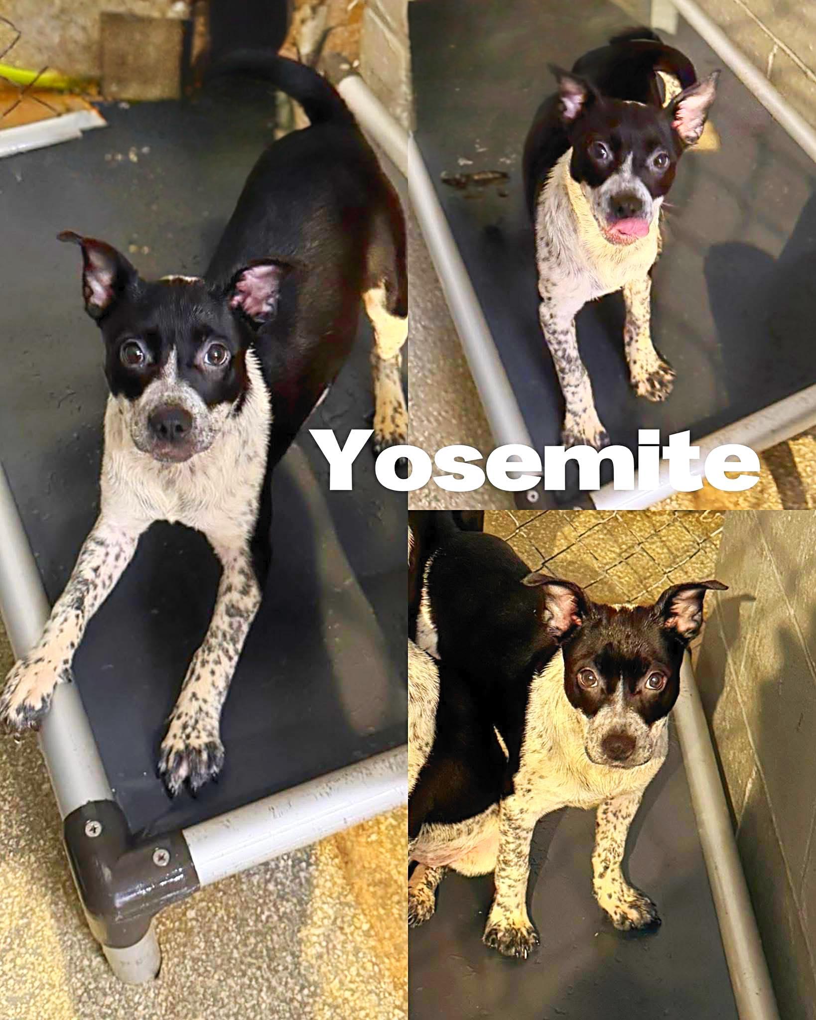 Enlarge Yosemite, a Adoptable Australian Cattle Dog / Blue Heeler in Saint James, MO image 1/2