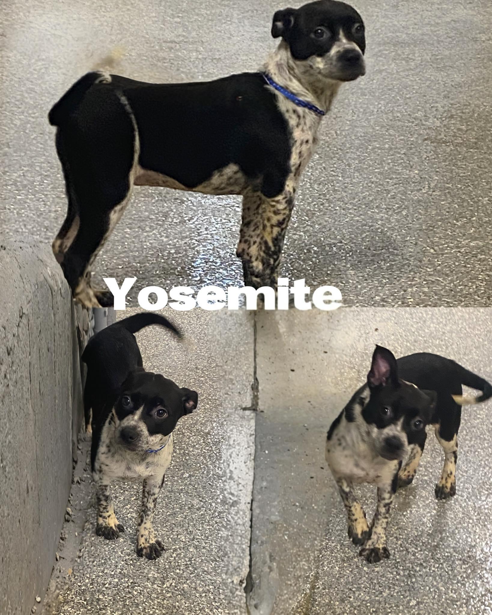 Enlarge Yosemite, a Adoptable Australian Cattle Dog / Blue Heeler in Saint James, MO image 2/2