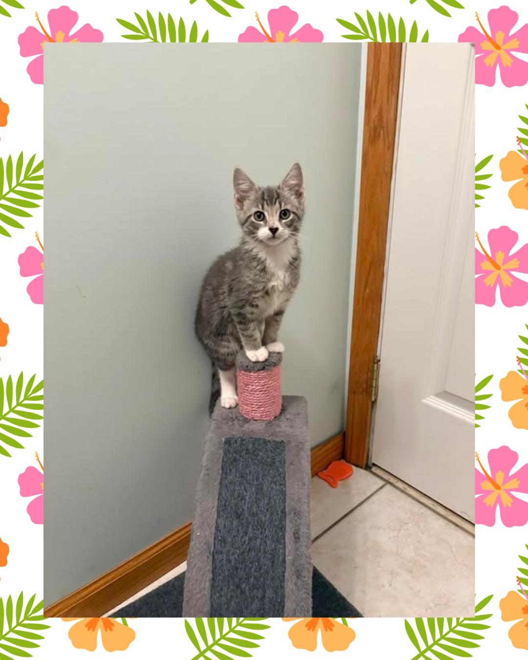 Milani, adopted, Kitten Female Domestic Short Hair.