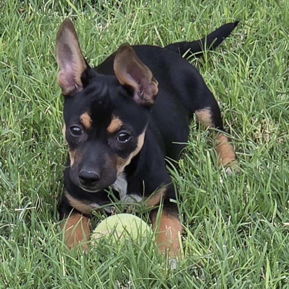 Eleanor  "ellie", ADOPTABLE, Puppy Female Chihuahua & Miniature Pinscher.