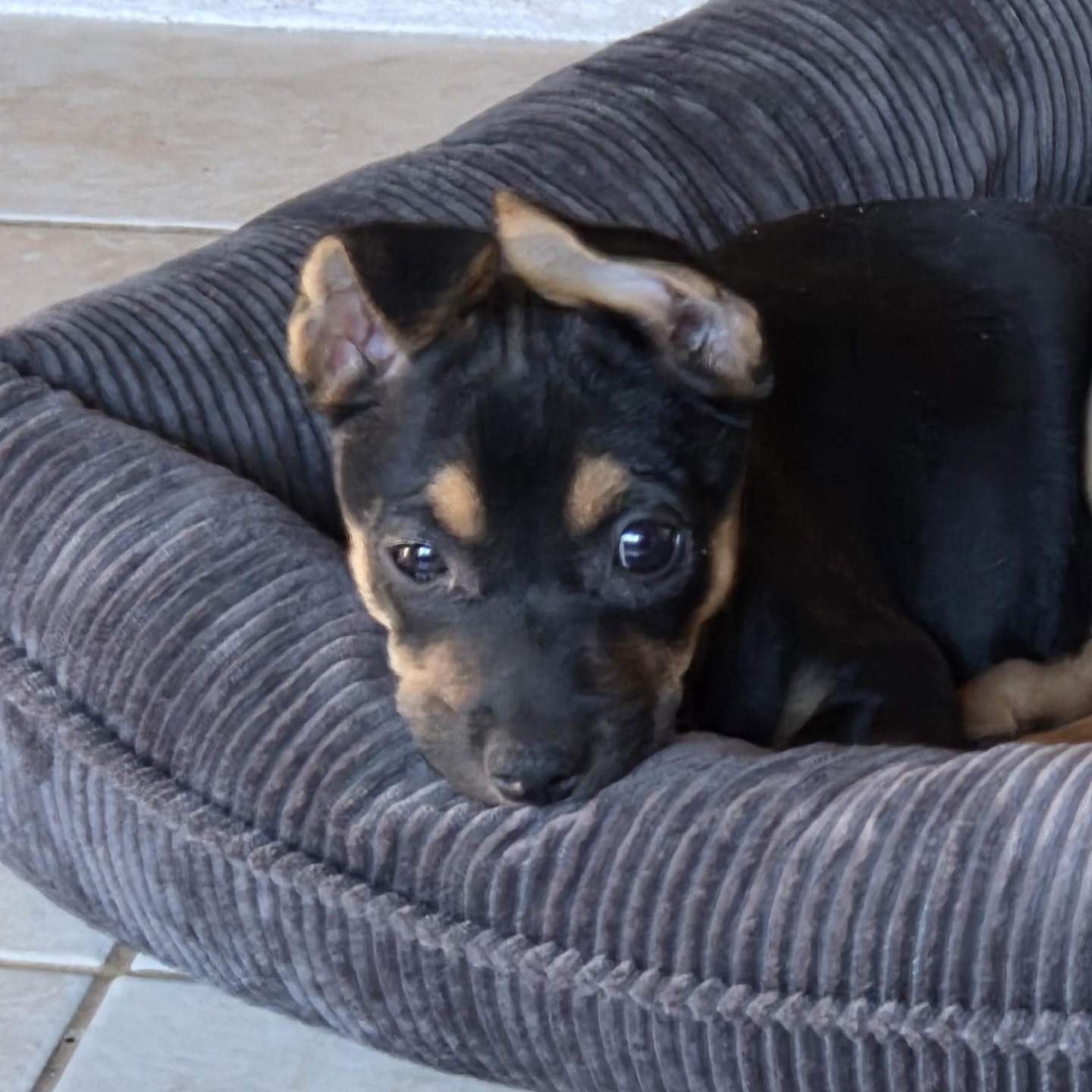 Enlarge Eleanor  "ellie", a ADOPTABLE mixed breed in Gilbert, AZ image 5/5