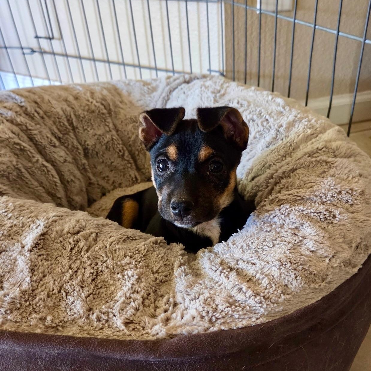 Enlarge Eleanor  "ellie", a ADOPTABLE mixed breed in Gilbert, AZ image 4/5