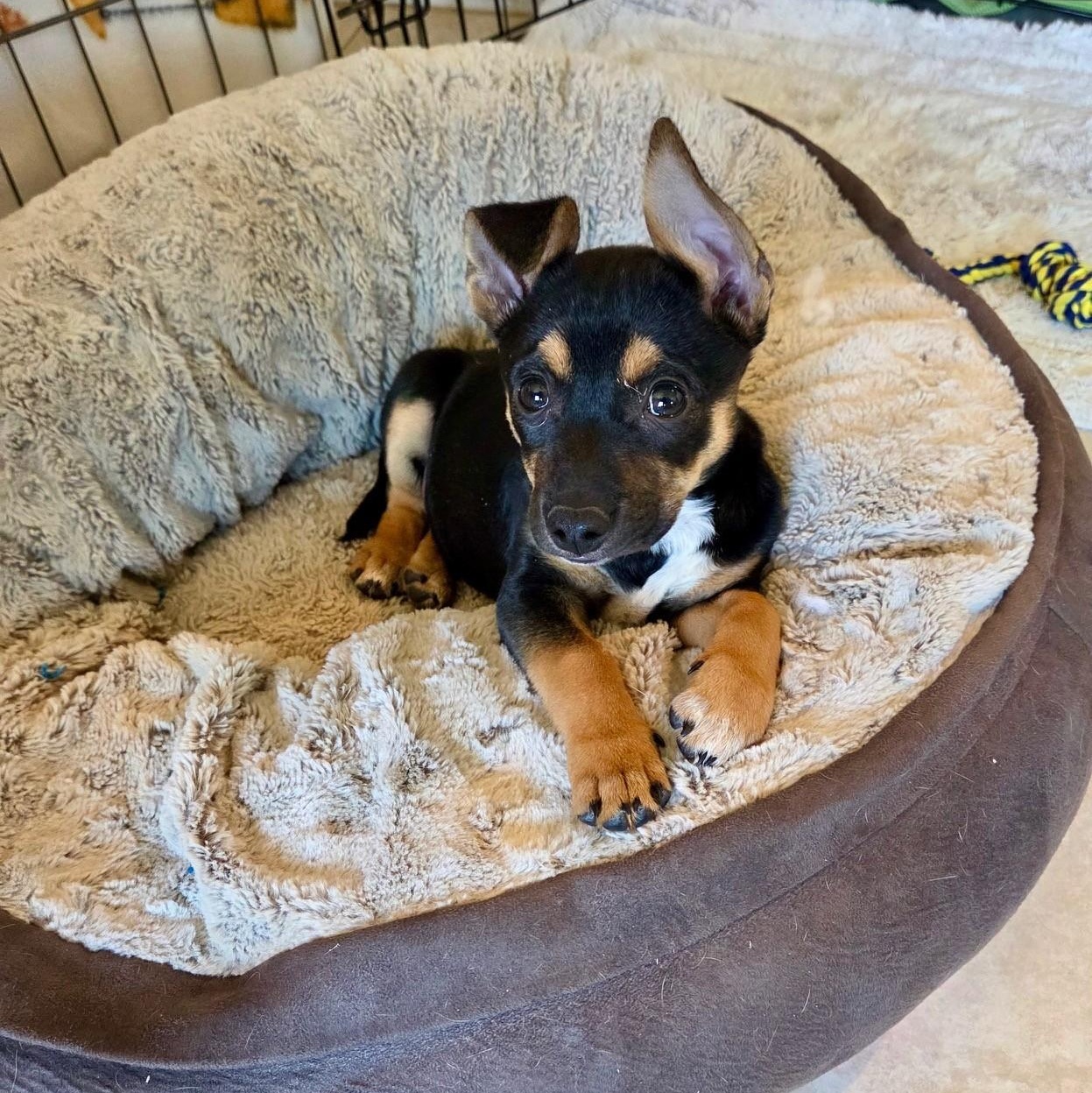 Enlarge Eleanor  "ellie", a ADOPTABLE mixed breed in Gilbert, AZ image 2/5