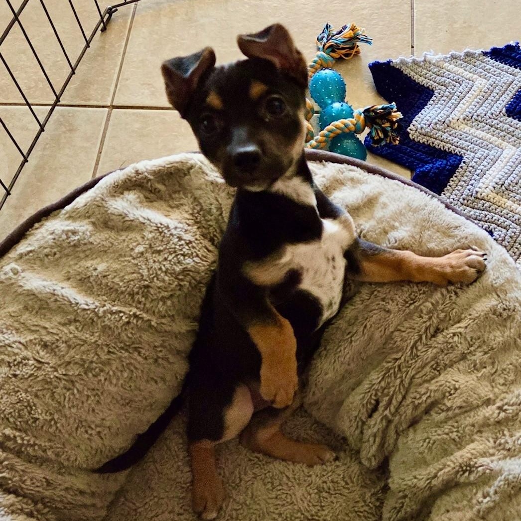 Enlarge Eleanor  "ellie", a ADOPTABLE mixed breed in Gilbert, AZ image 3/5