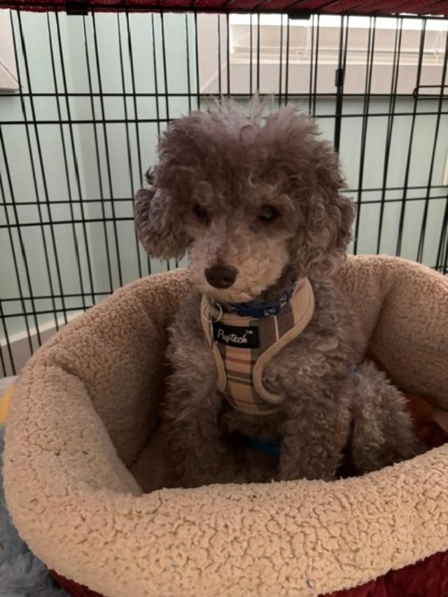 Enlarge Nico, a ADOPTABLE Miniature Poodle in Williamsburg, VA image 5/6