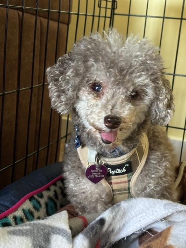 Enlarge Nico, a ADOPTABLE Miniature Poodle in Williamsburg, VA image 3/6