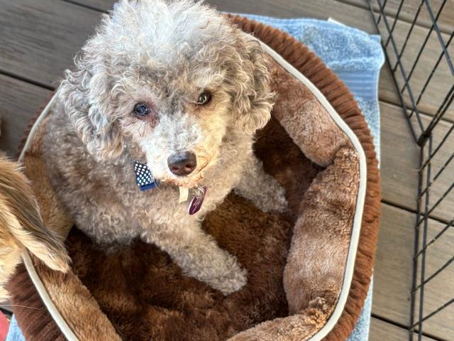 Enlarge Nico, a ADOPTABLE Miniature Poodle in Williamsburg, VA image 6/6