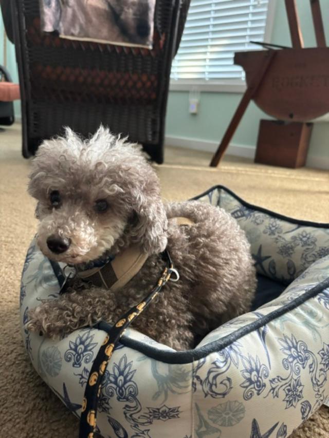 Enlarge Nico, a ADOPTABLE Miniature Poodle in Williamsburg, VA image 1/6