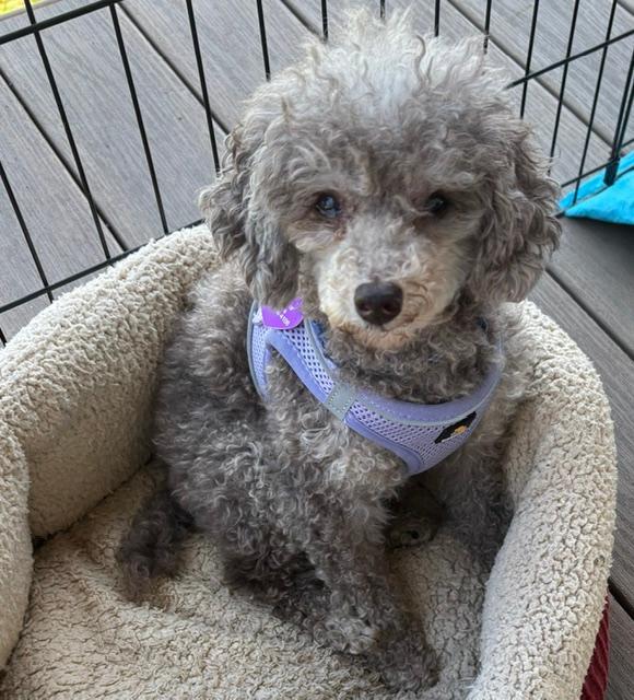Enlarge Nico, a ADOPTABLE Miniature Poodle in Williamsburg, VA image 2/6