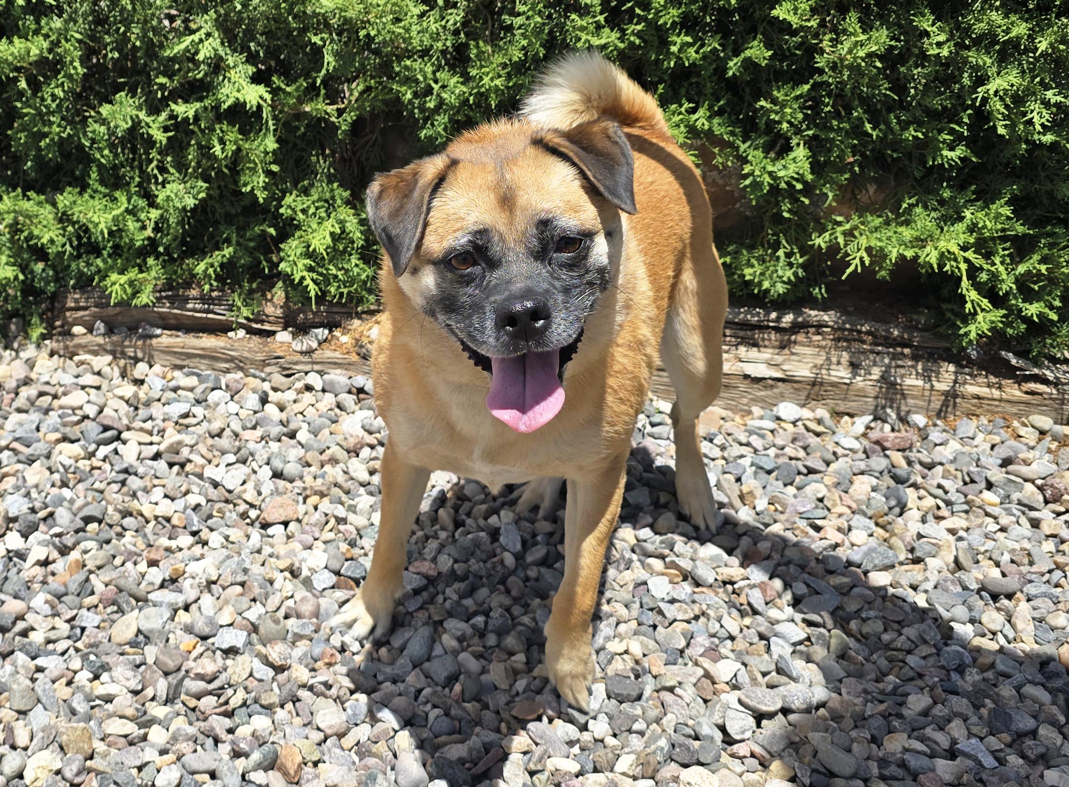 Radiant Ms Rosie ~ Sweet Puggle, a Adoptable Puggle in Albuquerque, NM image 2/4