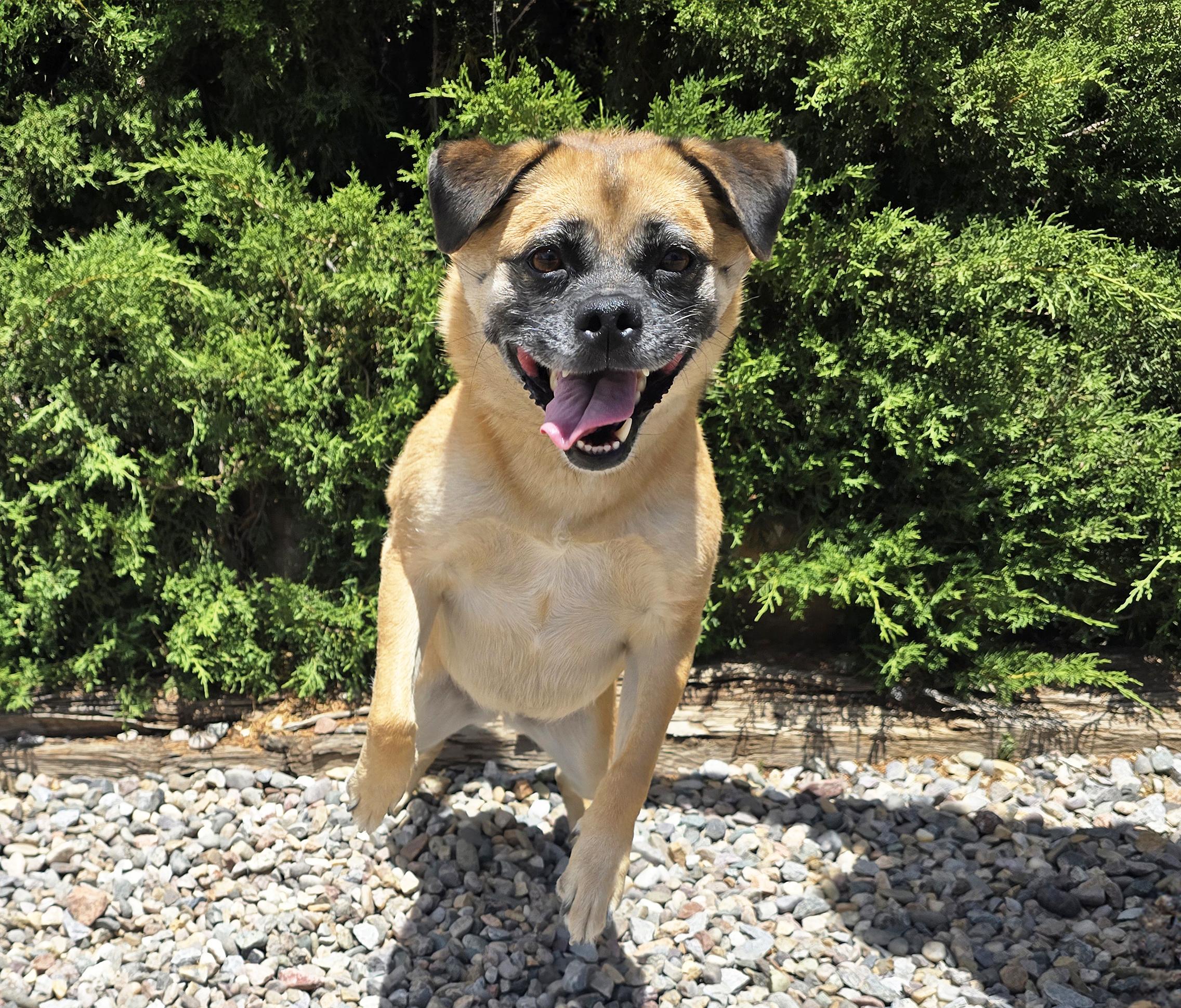 Radiant Ms Rosie ~ Sweet Puggle, a Adoptable Puggle in Albuquerque, NM image 4/4