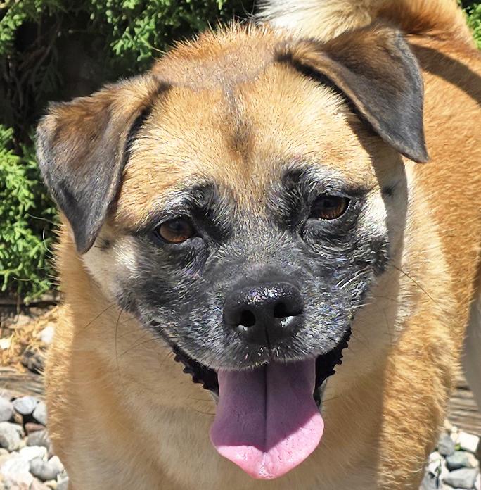 Radiant Ms Rosie ~ Sweet Puggle, a Adoptable Puggle in Albuquerque, NM image 1/4