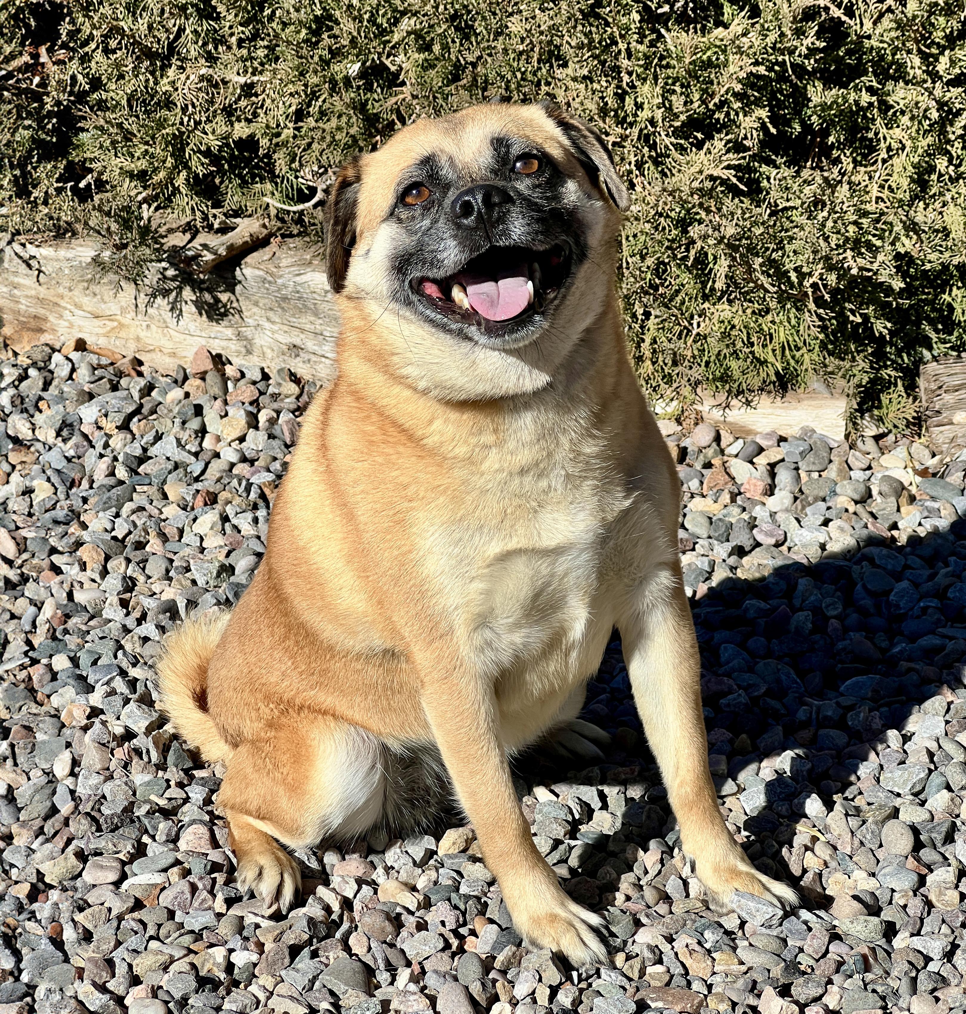 Enlarge Radiant Ms Rosie ~ Sweet Puggle, a Adoptable Puggle in Albuquerque, NM image 1/1