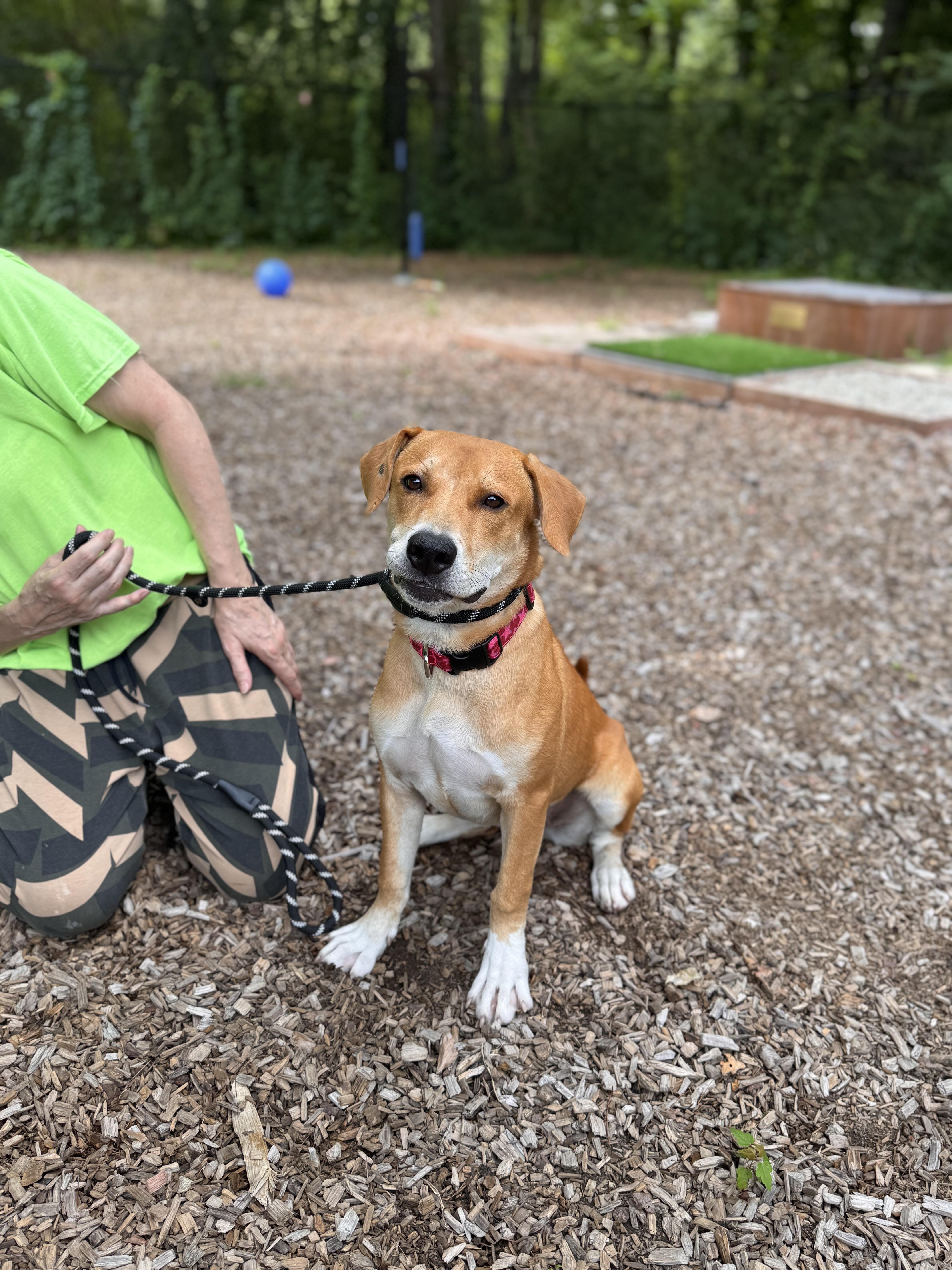 Enlarge Marigold, a ADOPTABLE mixed breed in Sudbury, MA image 3/3