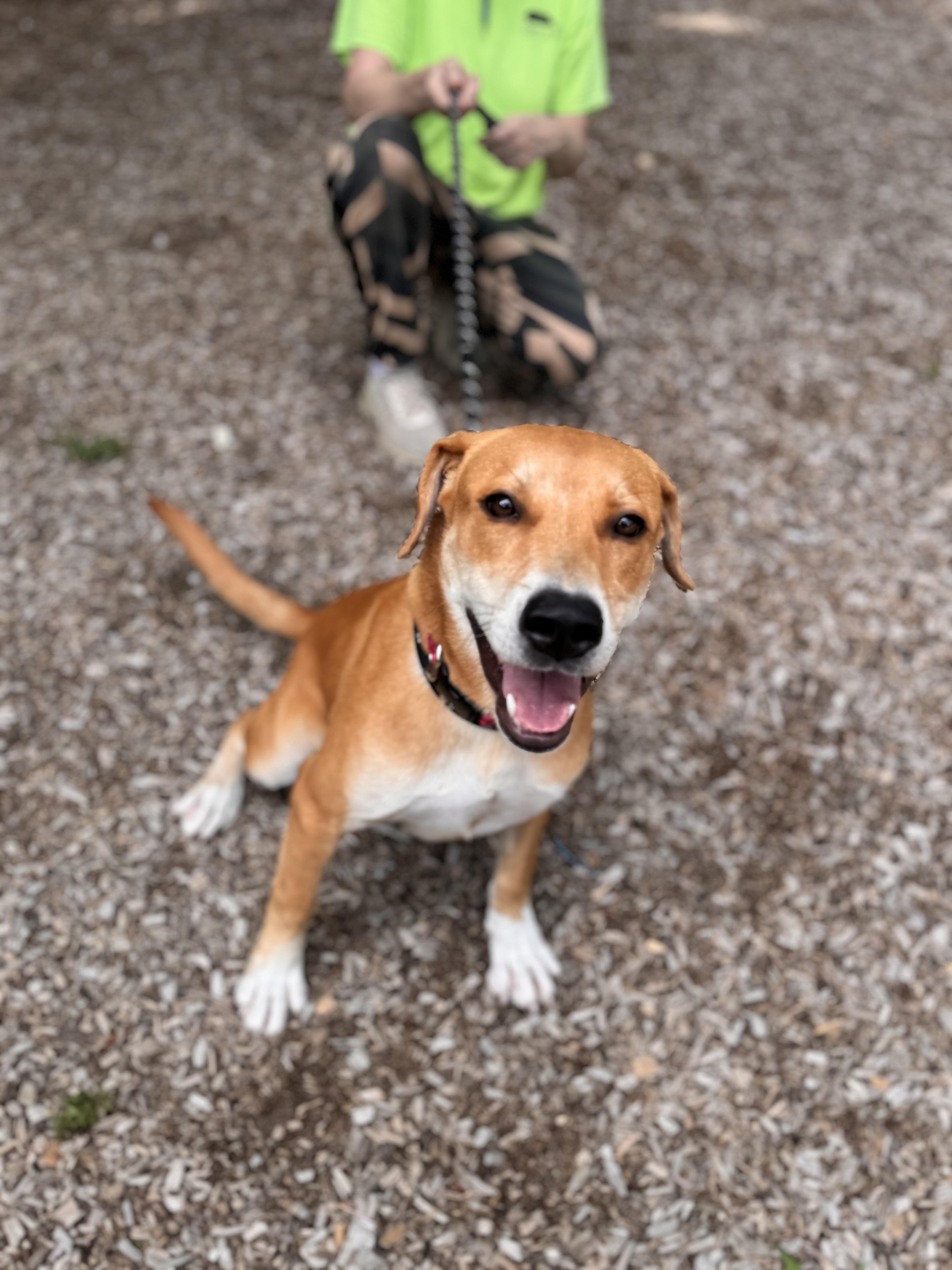 Enlarge Marigold, a ADOPTABLE mixed breed in Sudbury, MA image 2/3