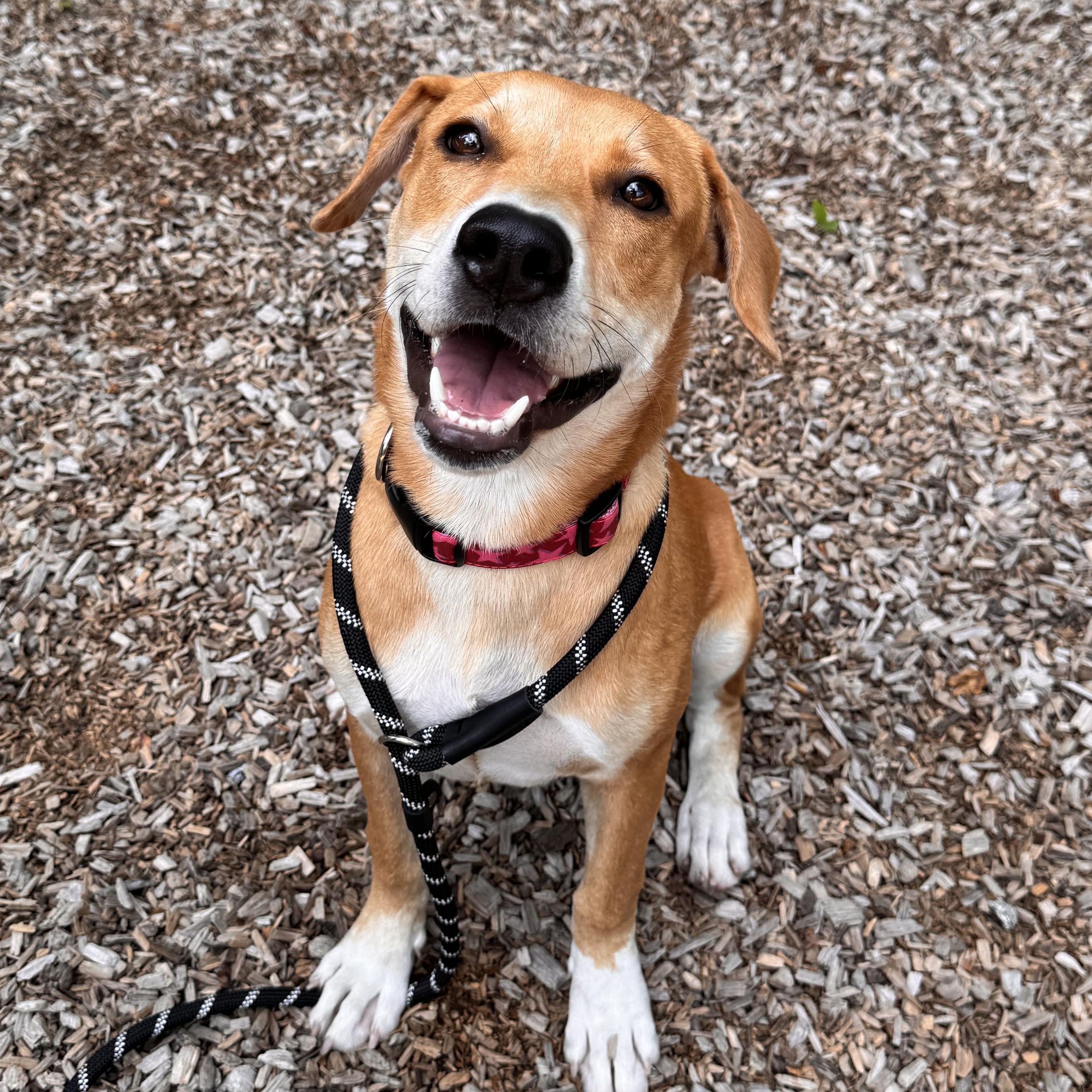 Marigold, ADOPTABLE, Young Female Hound.