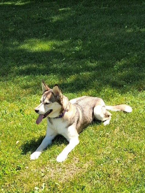 Peaches, a Adoptable Husky in Fort Wayne, IN image 1/3
