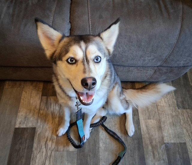 Peaches, a Adoptable Husky in Fort Wayne, IN image 2/3