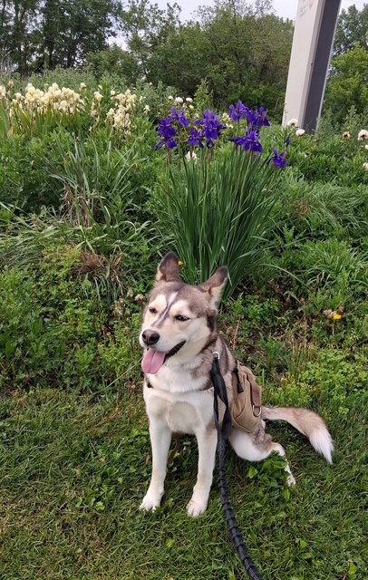 Peaches, a Adoptable Husky in Fort Wayne, IN image 3/3