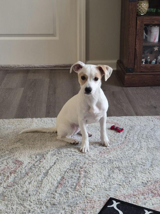 Enlarge Tia, a Adopted mixed breed in Durham, NC image 1/1