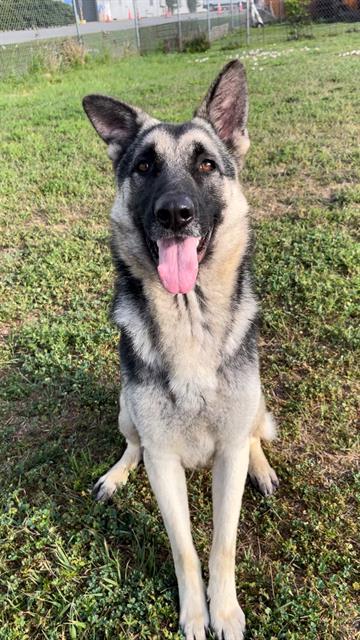 HERBERT, Adoptable, Young Male German Shepherd Dog.