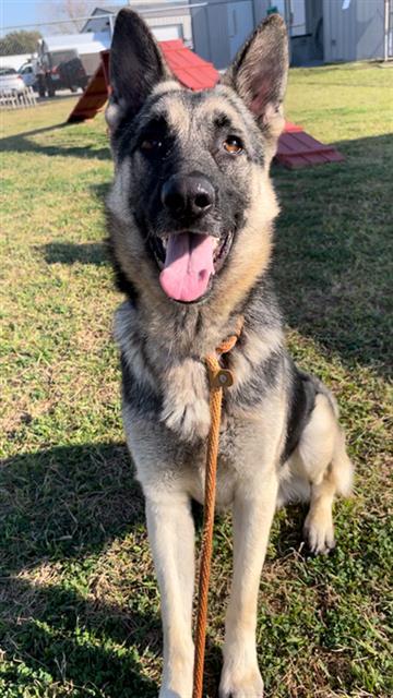 HERBERT, Adoptable, Young Male German Shepherd Dog.