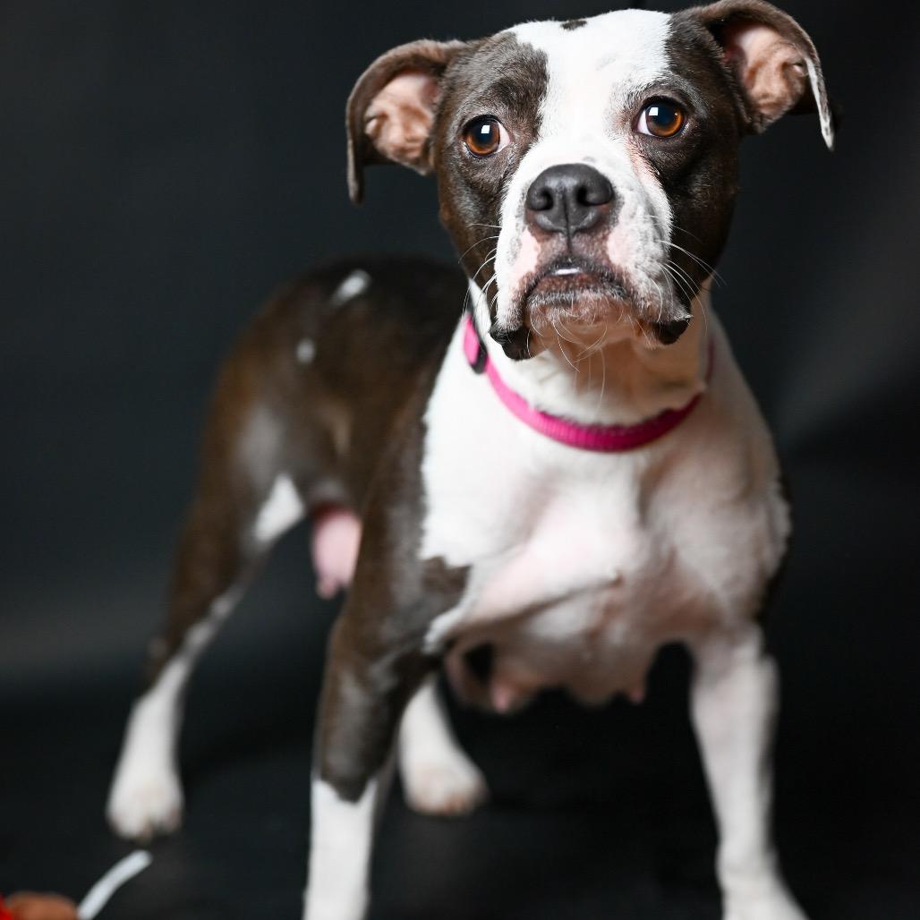 Bella, Adoptable, Adult Female Pit Bull Terrier & Boston Terrier.