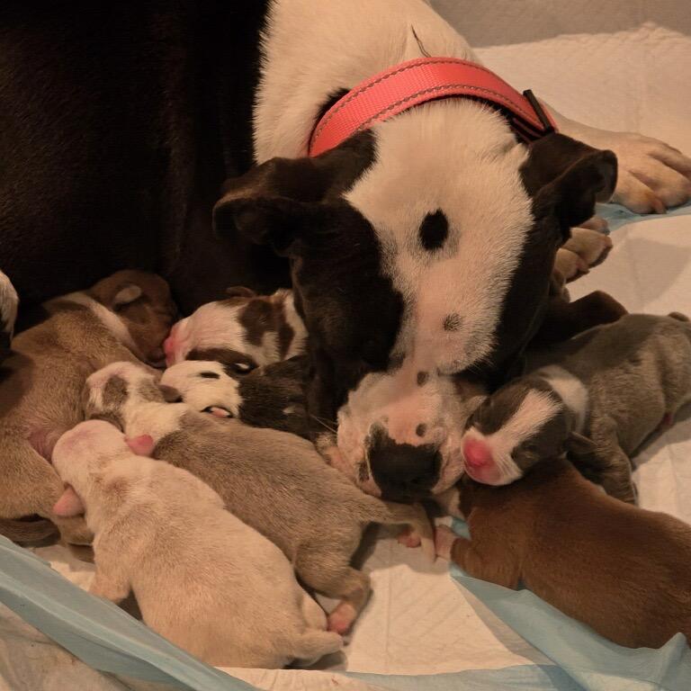 Noel, Adoptable, Adult Female Pit Bull Terrier & Boston Terrier.