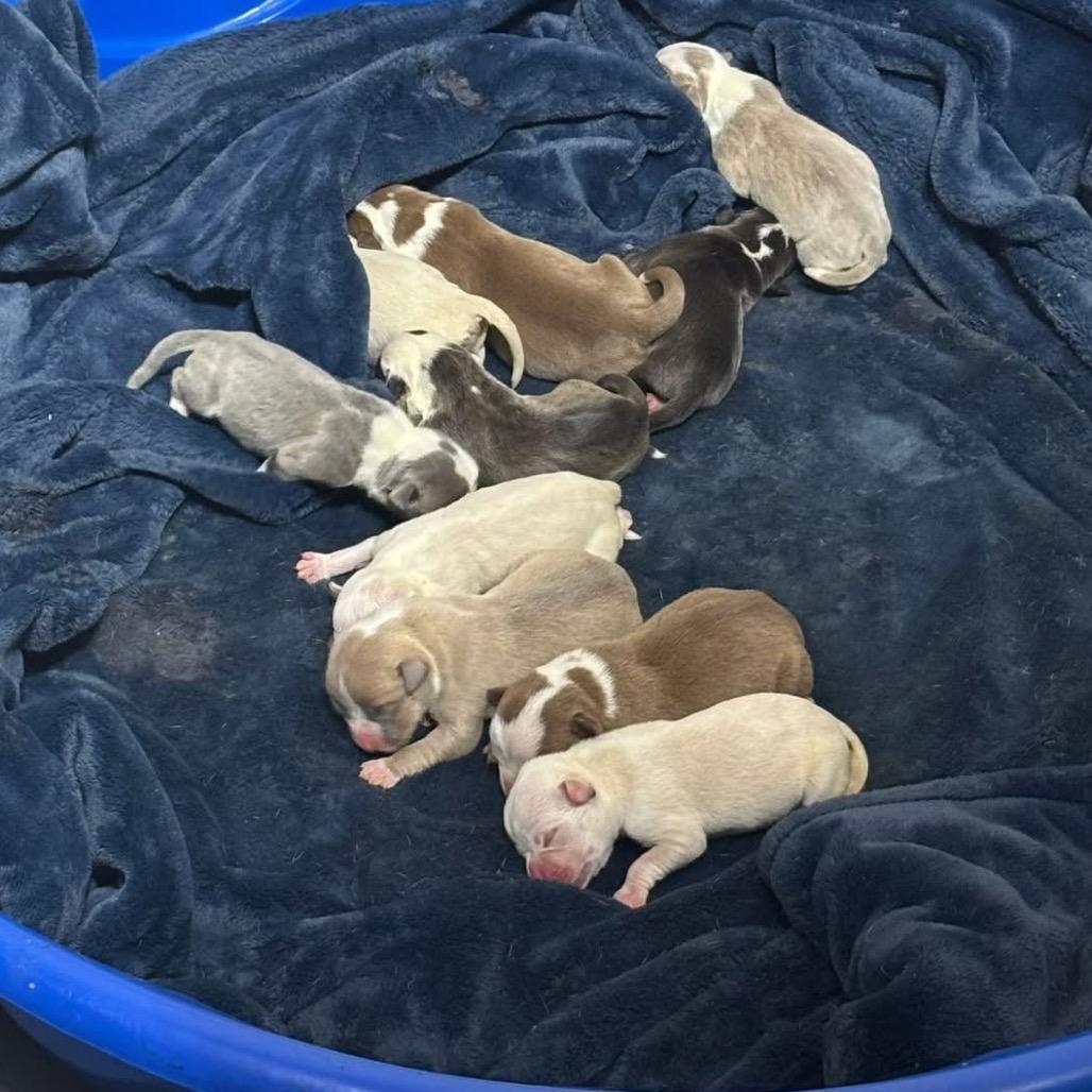 Enlarge Noel, a Adoptable mixed breed in Austell, GA image 3/4