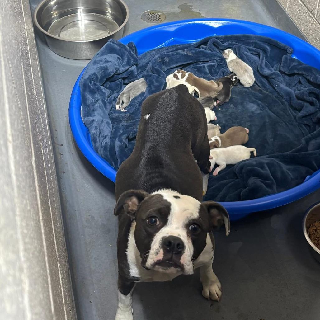 Enlarge Noel, a Adoptable mixed breed in Austell, GA image 4/4